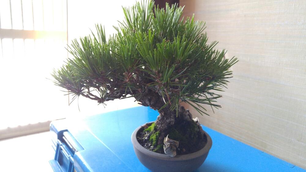 黒松の投稿画像 By 日々是盆栽さん 芽切りと盆栽と剪定と小品盆栽と春風会 17月7月2日 Greensnap グリーンスナップ