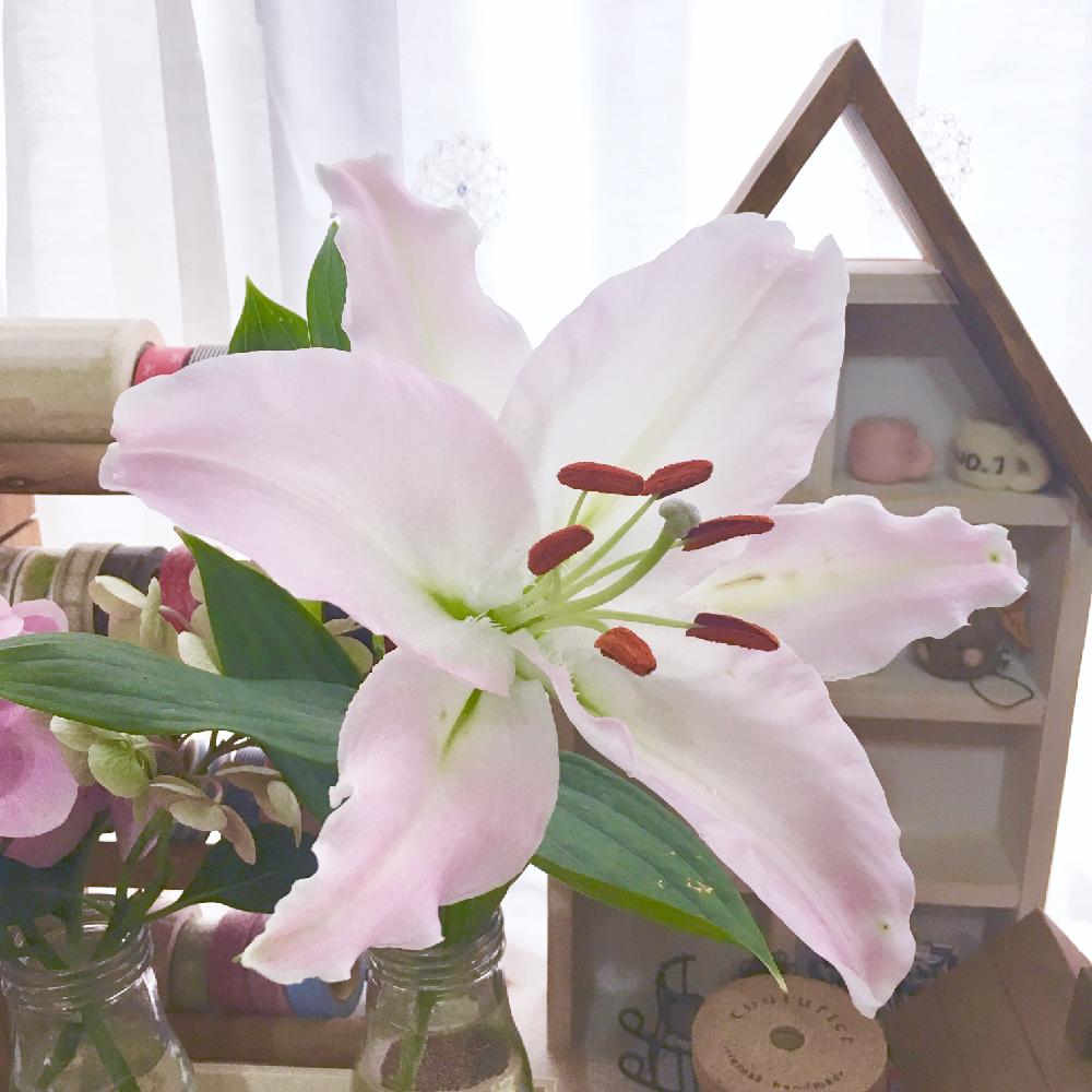 最高かつ最も包括的なカサブランカ 花 ピンク すべての美しい花の画像