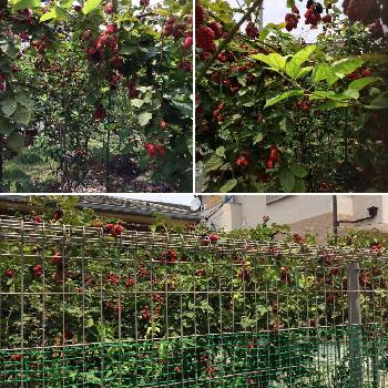 木苺 の投稿画像一覧 Greensnap グリーンスナップ