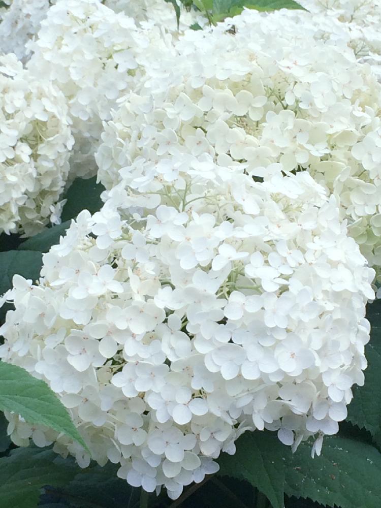 白い紫陽花の投稿画像 By しろちゃんさん 季節の花と白い花と白が好き 17月7月3日 Greensnap グリーンスナップ