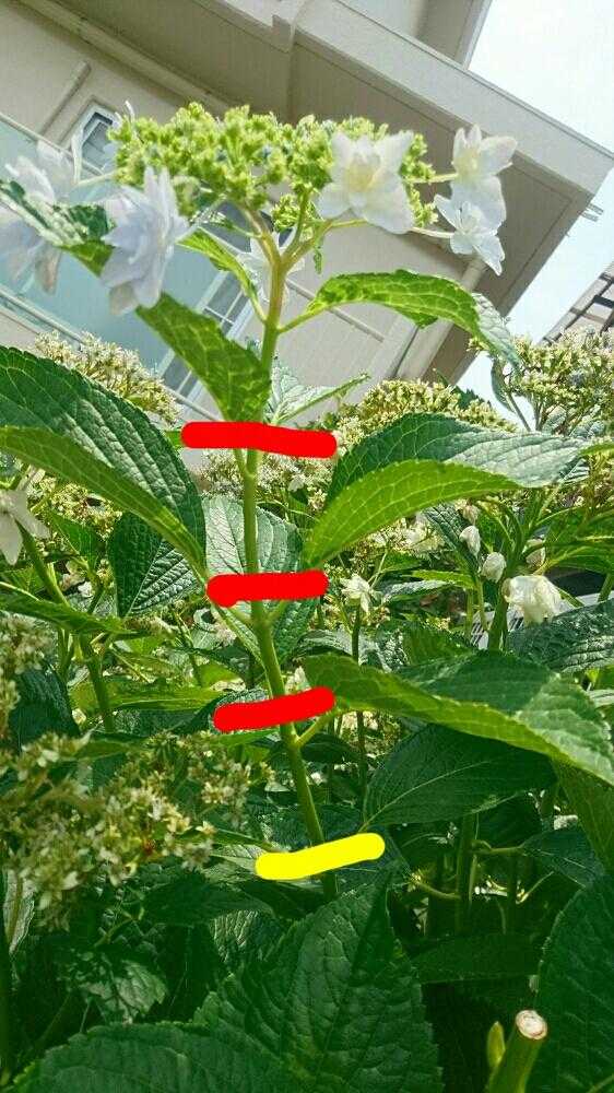 アジサイの剪定 Greensnap グリーンスナップ