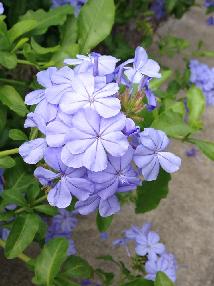 ルリマツリの投稿画像 By さびちゃねこさん みどりのある暮らしと青い花と熱帯花木と夏の花と花のある暮らしとかわいい 17月7月 3日 Greensnap グリーンスナップ