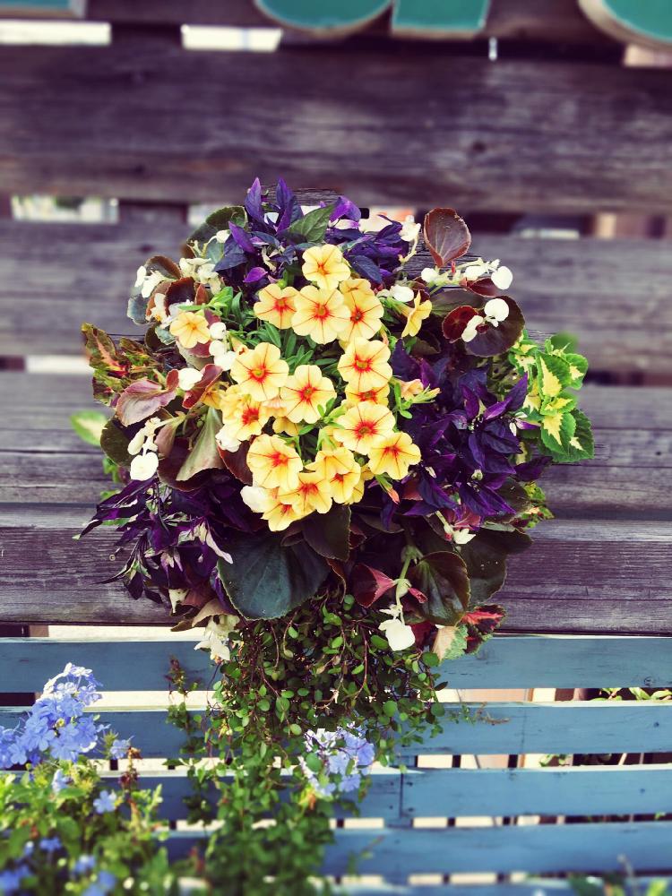 初夏の寄せ植えの投稿画像 By 由良さん 夏のハンギングと今日の一枚と100万枚記念 とっておきの植物コンテストと夏の寄せ植えと咲いた と ハンギングバスケット コンテスト 17月7月3日 Greensnap グリーンスナップ 初夏の寄せ植えの投稿画像 By 由良さん 夏のハンギングと今日の一枚と100万枚記念 とっておきの植物コンテストと夏の寄せ植えと咲いた と ハンギングバスケット コンテスト 17月7月3日 Greensnap グリーンスナップ