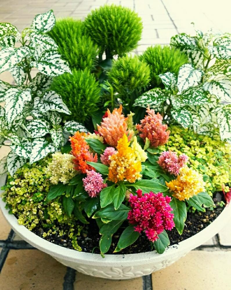テマリソウの投稿画像 By あゅみさん 小さな庭と寄せ植えと寄せ植え 17月7月3日 Greensnap グリーンスナップ Greensnap グリーンスナップ テマリソウの投稿画像 By あゅみさん 小さな庭と寄せ植えと寄せ植え 17月7月3日 Greensnap グリーンスナップ Greensnap グリーンスナップ