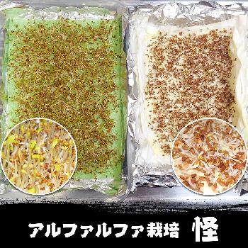 アルファルファの投稿画像一覧 Greensnap グリーンスナップ