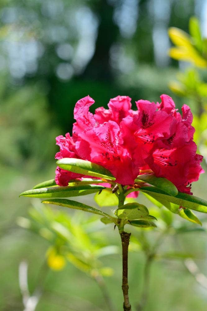 アルペンローズの投稿画像 By あーるさん お出かけ先とモネの池とmyphotoとジベルニーと写真撮影と癒しときれいと植中毒と今日のお花と今日の花 と17と100万枚記念 とっておきの植物コンテストと花のある暮らしとフランスとモネの池とmyphotoとジベルニーと写真撮影と