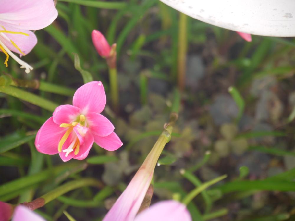 ピンクの花の投稿画像 By セツさん 梅雨に負けないとよその庭木とおさんぽチュウと可愛いピンク色 17月7月4日 Greensnap グリーンスナップ