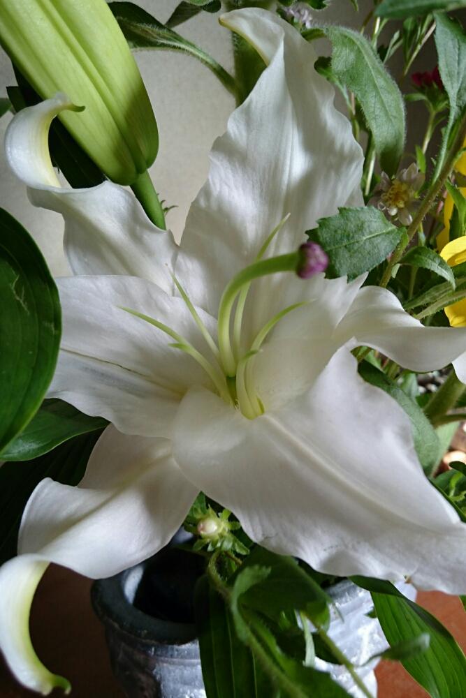 玄関の投稿画像 By ミンミンさん 花セラピーと今日のお花と白い花と大きいお花と花セラピーと今日のお花と白い花と大きいお花 17月7月4日 Greensnap グリーンスナップ Greensnap グリーンスナップ