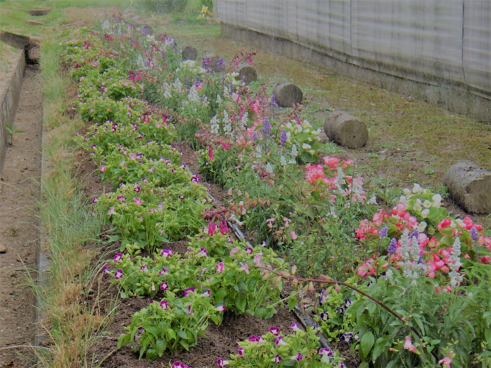 トレニアの投稿画像 By 技術職員さん 広い庭 17月7月4日 Greensnap グリーンスナップ Greensnap グリーンスナップ トレニアの投稿画像 By 技術職員さん 広い庭 17月7月4日 Greensnap グリーンスナップ Greensnap グリーンスナップ