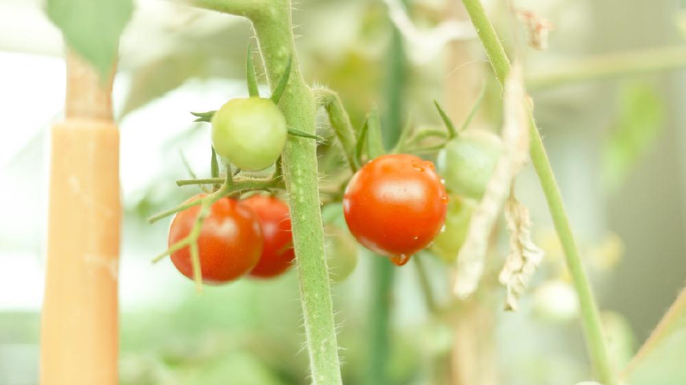 プチトマトの投稿画像 By ぼどにんさん 花のある暮らし 17月7月4日 Greensnap グリーンスナップ