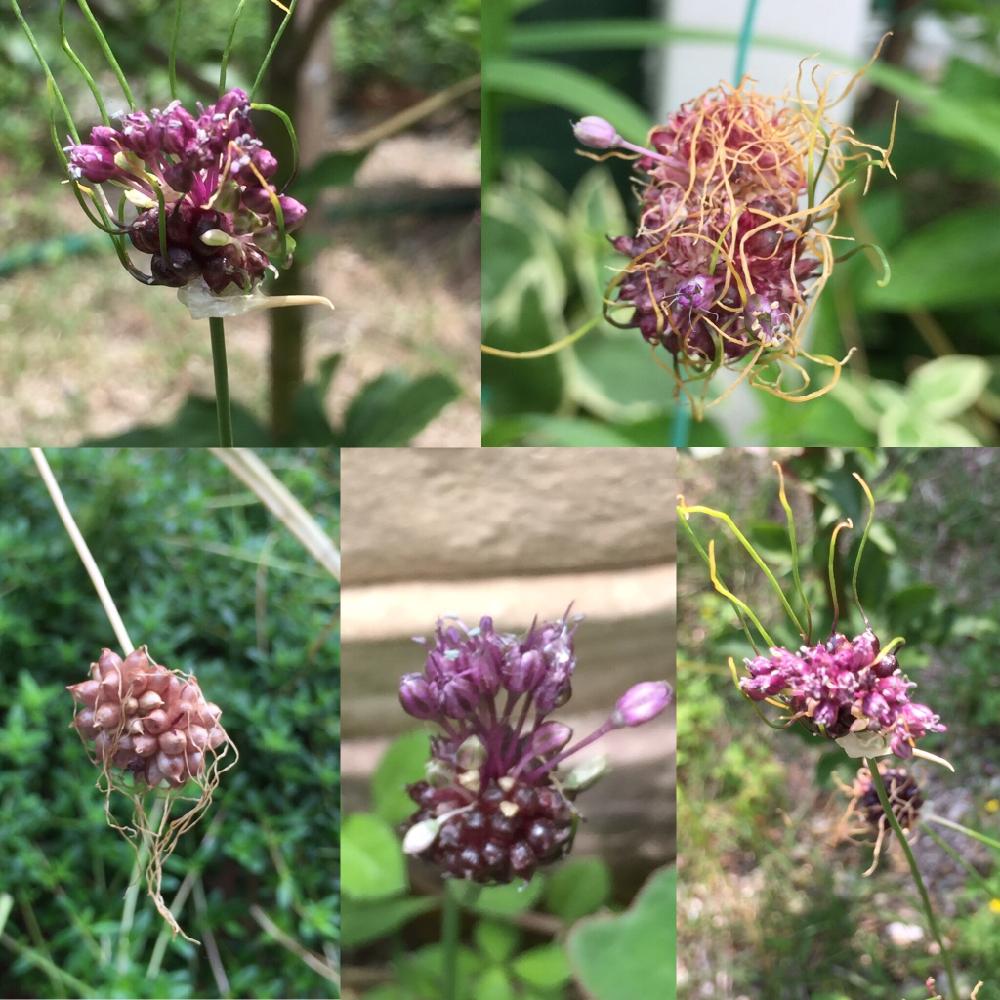 野蒜の投稿画像 By てんとう虫さん 野蒜とノビルと名前が分かる方教えて下さい と不思議な花 とチャイブ と植中毒と名前がわかりません とガーデニングと花のある暮らし 17月7月4日 Greensnap グリーンスナップ