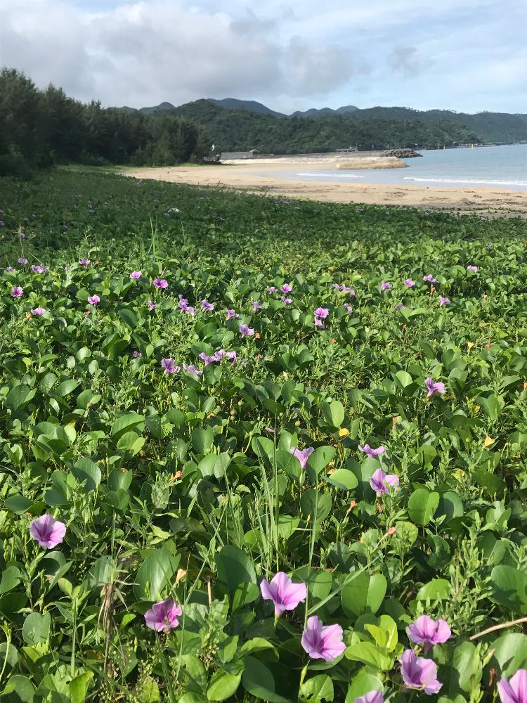 グンバイヒルガオの投稿画像 By ぷ にゃん さん 沖縄でよく見かける植物と海辺で見かける植物と夏に花を咲かせる樹木とグンバイヒルガオ Beach Morning Gloryと沖縄で夏に咲く花 17月7月5日 Greensnap グリーンスナップ