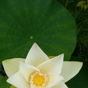 ブッダの投稿画像一覧 Greensnap グリーンスナップ