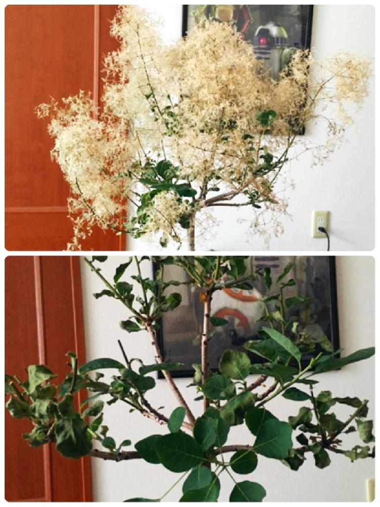 観葉植物の投稿画像 By たぬさん スモークツリー と剪定と相談と剪定後とスモークツリーを育てる 17月7月5日 Greensnap グリーンスナップ