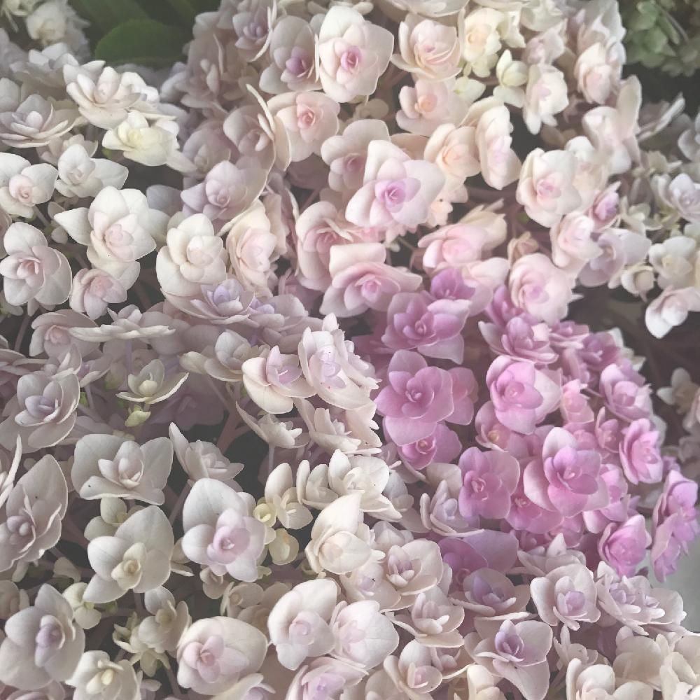 アジサイの投稿画像 By Micuさん 花のある暮らしとpastel Gardenとパステルカラーとゆめかわいい 17月7月5日 Greensnap グリーンスナップ