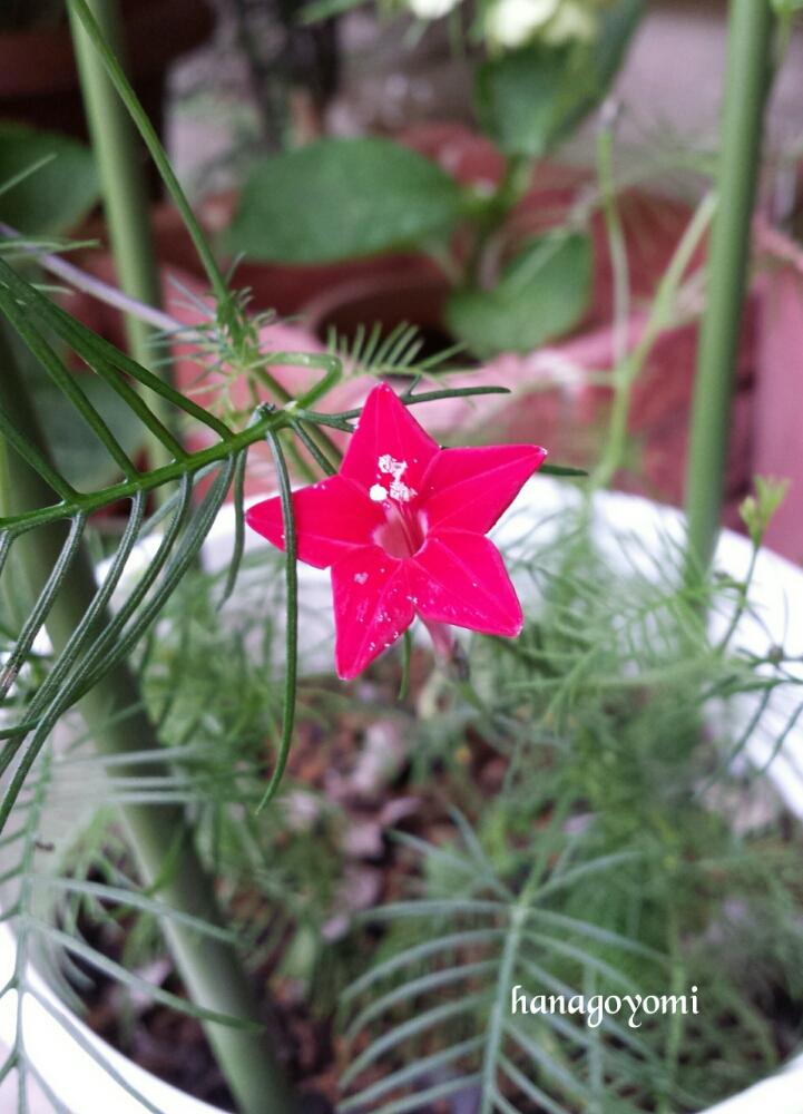 真紅の花の投稿画像 By はなごよみさん 今日の一枚とつる性の植物と一番花と赤い花と鉢植えとつぼみがたくさんとツル性の花 17月7月5日 Greensnap グリーンスナップ