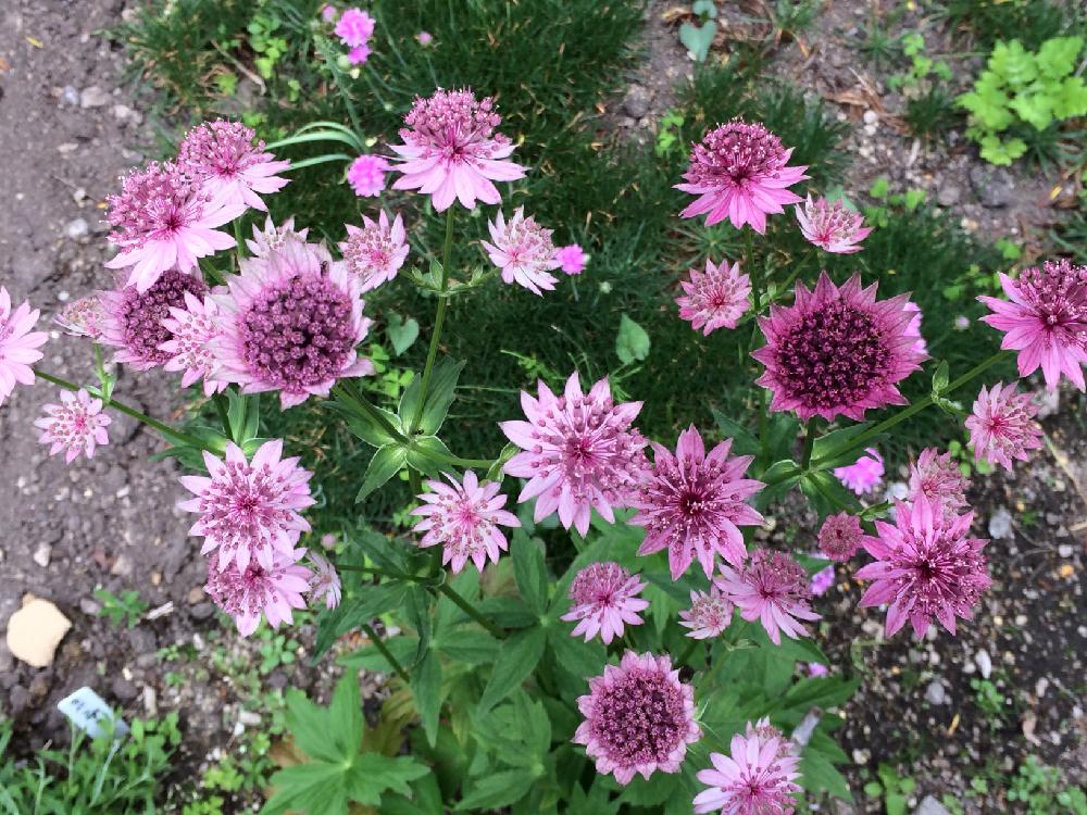 アストランティアの投稿画像 By いっちーさん ピンクの花と花のある暮らしとどんどん増えると北海道と庭の宿根草と咲いた 17月7月5日 Greensnap グリーンスナップ