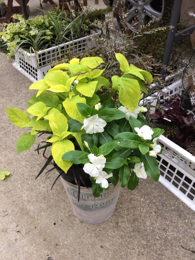 コクリュウの投稿画像 By 庭びよりさん ニチニチソウとコリウスと寄せ植えと多肉じゃない寄せ植え 17月7月5日 Greensnap グリーンスナップ