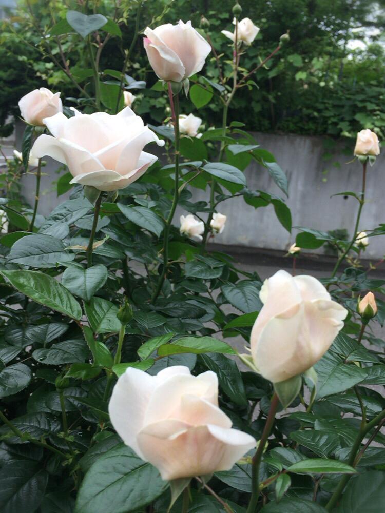 薔薇 サマーメモリーズの投稿画像 By Naomamさん 100万枚記念 とっておきの植物コンテストとバラを楽しむ 17月7月5日 Greensnap グリーンスナップ