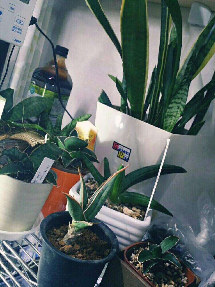 ロブスタブルーの投稿画像 By Ryoさん パテンスとボンセレンシスとピングイキュラとサムライドワーフとキルキー シルバーブルーとハニーコンパクタ とローレンティーと植中毒と緑のある暮らしとサンスベリア属と観葉植物 17月7月6日 Greensnap グリーンスナップ