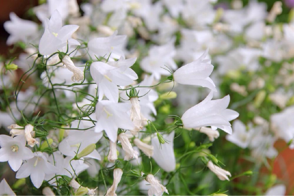 カンパニュラの投稿画像 By Shigeさん 一眼レフと白色と鉢植えとカンパニュラ ホワイトジェムと白色の花 17月7月6日 Greensnap グリーンスナップ