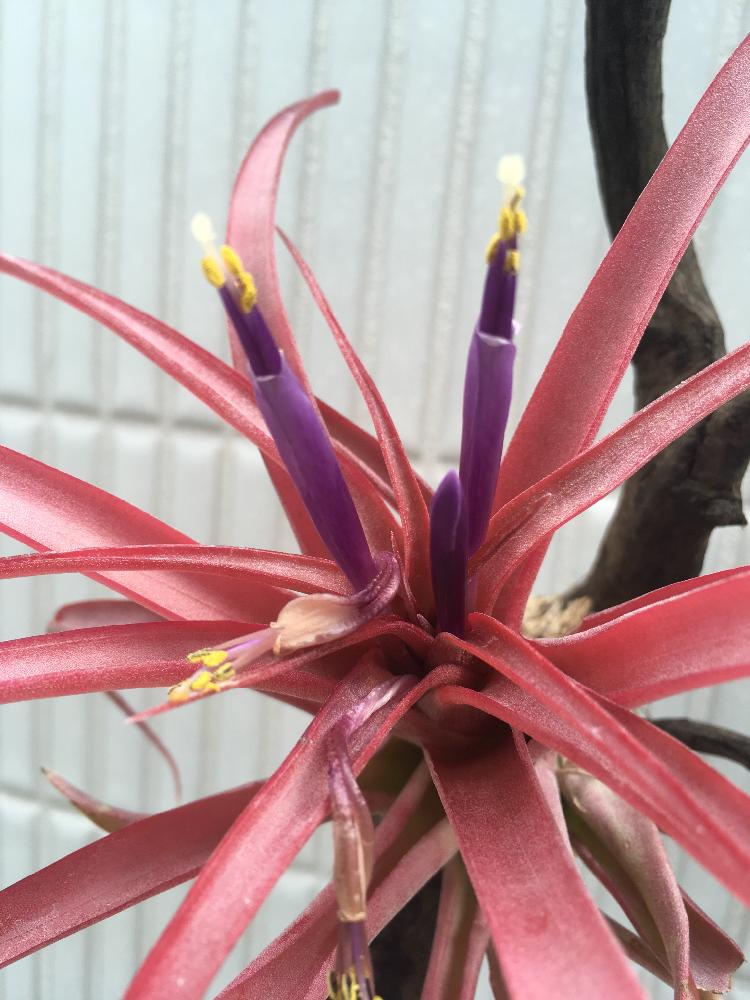 ブラキカウロスの投稿画像 By Taroukunさん 花芽と色づくと初心者とエアプランツとインテリアグリーンとエアープランツ チランジア 17月7月6日 Greensnap グリーンスナップ