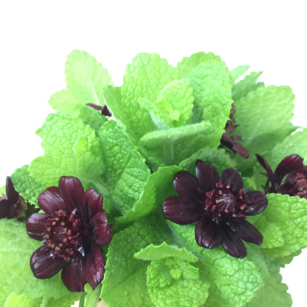 チョコレートコスモスの投稿画像 By Mayumiさん ミントと小さな庭とミニブーケとミニブーケ 17月7月6日 Greensnap グリーンスナップ Greensnap グリーンスナップ