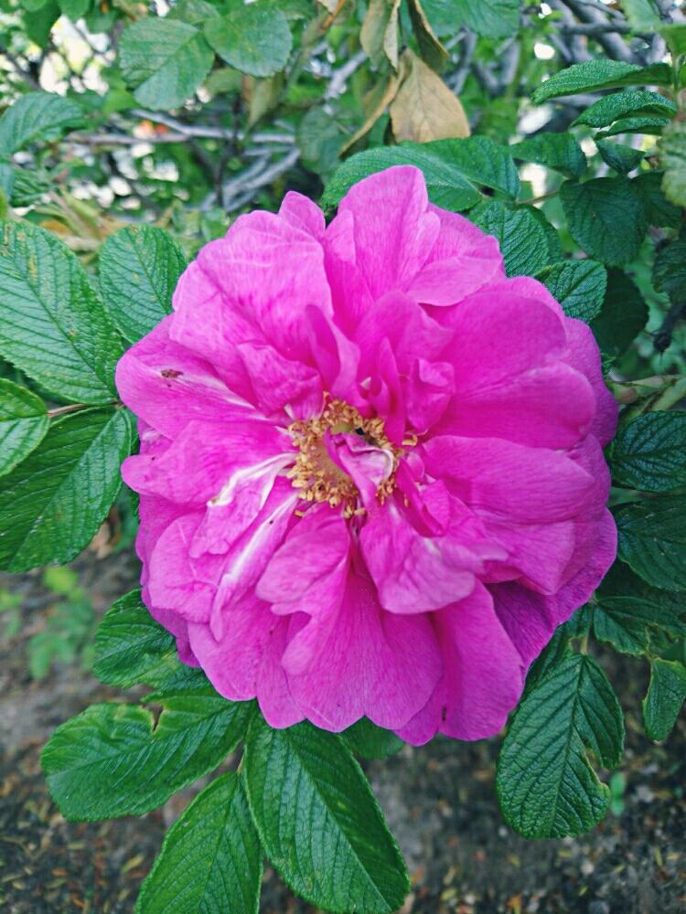 ハマナスの投稿画像 By 日和さん 半日陰の花壇と花のある暮らしと薔薇 と八重のハマナス 17月7月6日 Greensnap グリーンスナップ