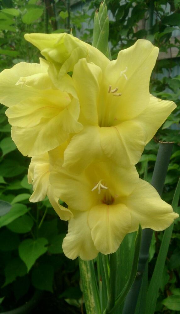 グラジオラスの投稿画像 By Hideさん 黄色い花とほったらかしと毎年咲くとガーデニングと咲いた 17月7月6 日 Greensnap グリーンスナップ