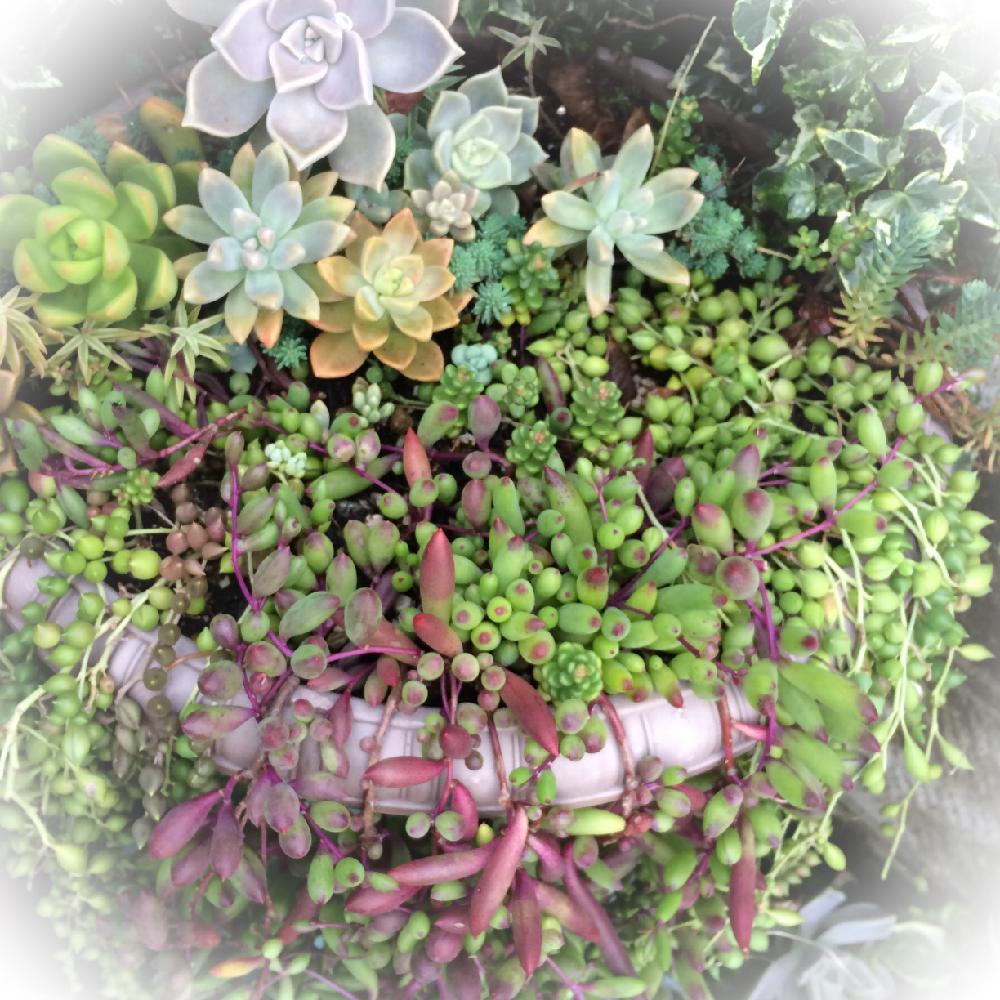 多肉植物の投稿画像 By Mikityさん わが家の多肉スペースと梅雨に負けないと今日の一枚とルビーネックレス と多肉寄せ植えと多肉初心者 2017月7月7日 Greensnap グリーンスナップ
