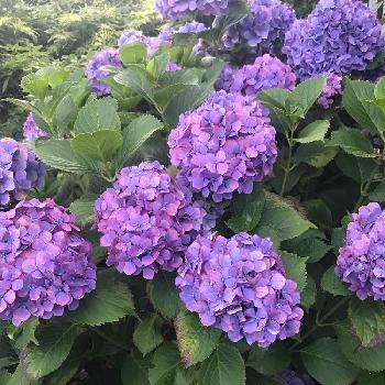 紫陽花ブルーの画像 by YUMIさん | 広い庭と紫陽花と梅雨に負けないと今日の一枚と今日のお花と可愛い〜♡と紫陽花の小道とアジサイ　紫陽花とナチュラルスタイルと可愛いとガーデニングと花のある暮らしとさわやかと紫陽花ブルーと大人可愛い
