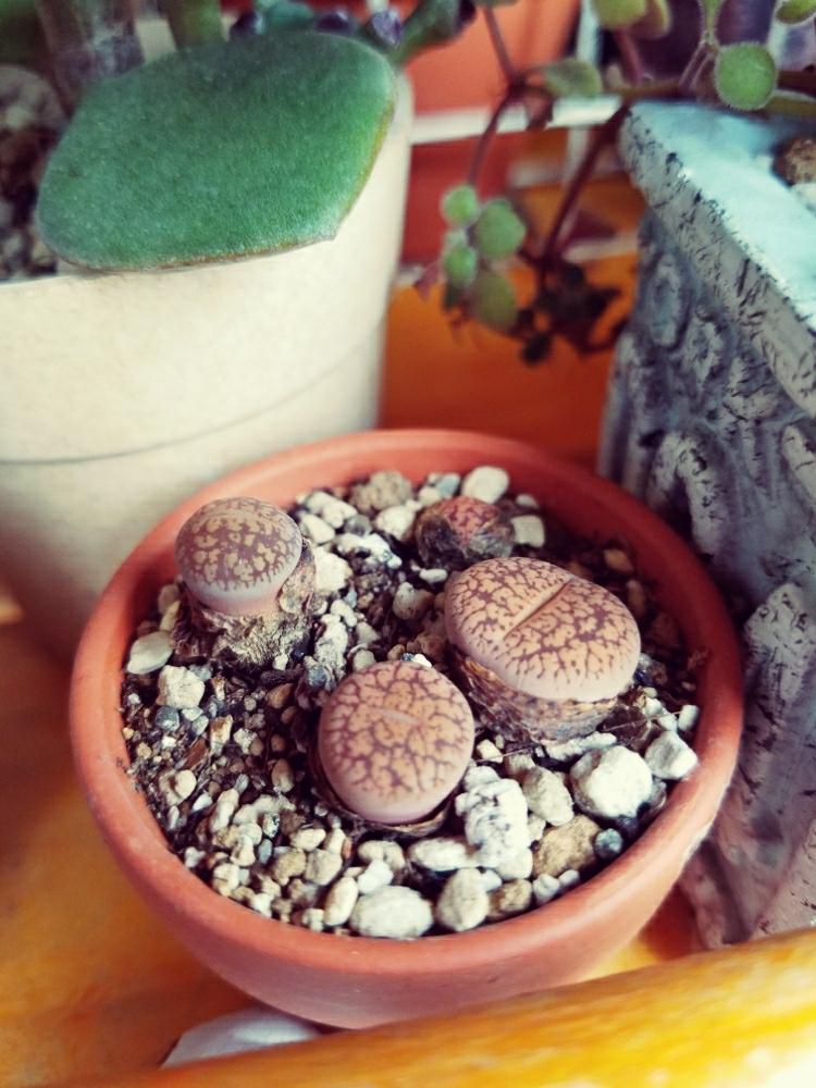 リトープスの投稿画像 By うるにゃふさん 多肉植物と外管理と放置栽培と観察日記と梅雨に負けないと植中毒と100万枚記念 とっておきの植物コンテスト 17月7月7日 Greensnap グリーンスナップ