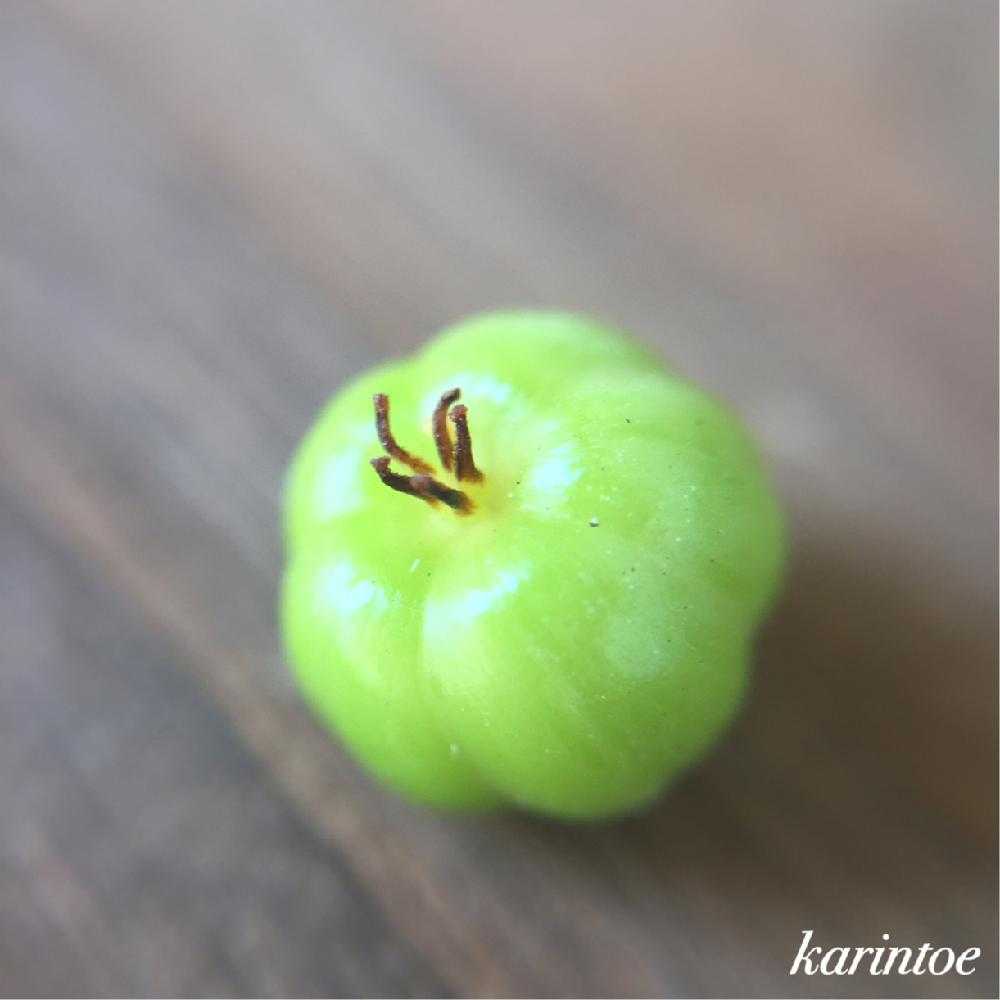 種から育てたヒペリカム Greensnap グリーンスナップ 種から育てたヒペリカム Greensnap グリーンスナップ