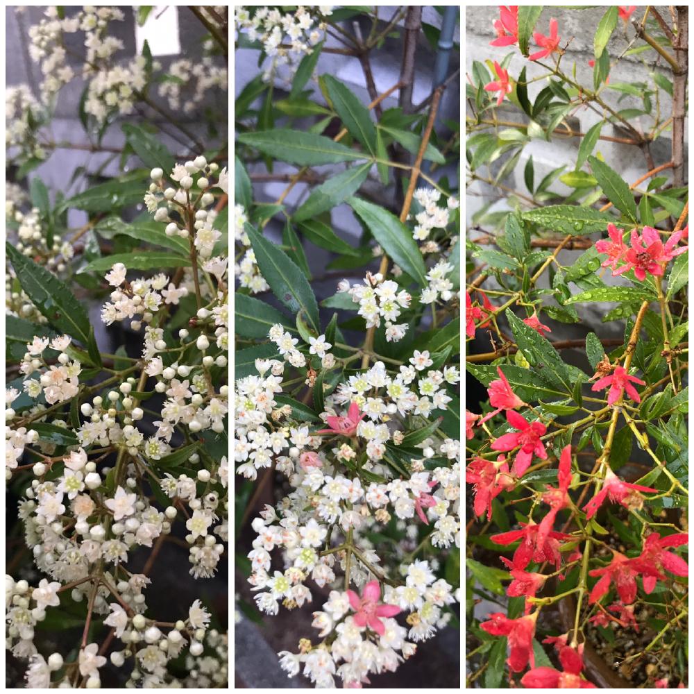 クリスマスブッシュの投稿画像 By Bostonmomさん 植中毒と変身 とオーストラリアと赤い花とオーストラリア ネイティヴプランツと花のある暮らしと小さな白い花 17月7月7日 Greensnap グリーンスナップ