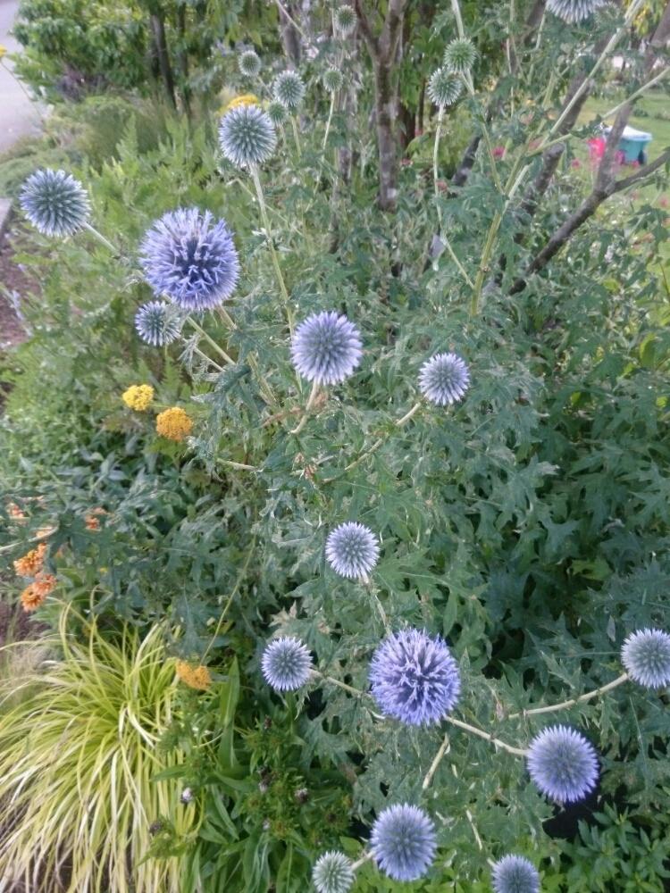 ルリタマアザミの投稿画像 By いたのかペリーさん 広い庭と最近の庭と咲いた とほったらかし植物と最近の庭と咲いた とほったらかし植物 17月7月7日 Greensnap グリーンスナップ Greensnap グリーンスナップ