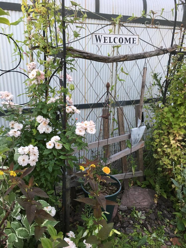 小さな庭の投稿画像 By Nakachanさん ガーデニングと花のある暮らしとジャンクガーデンと北海道とバラを楽しむと咲いた と真夏日とガーデニングと花 のある暮らしとジャンクガーデンと北海道とバラを楽しむと咲いた と真夏日 17月7月7日 Greensnap グリーン