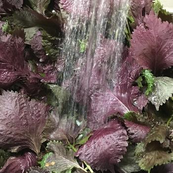 赤紫蘇ジュースの画像 by 花庭さん | 小さな庭と赤紫蘇ジュースと赤紫蘇と梅雨に負けないと夏野菜