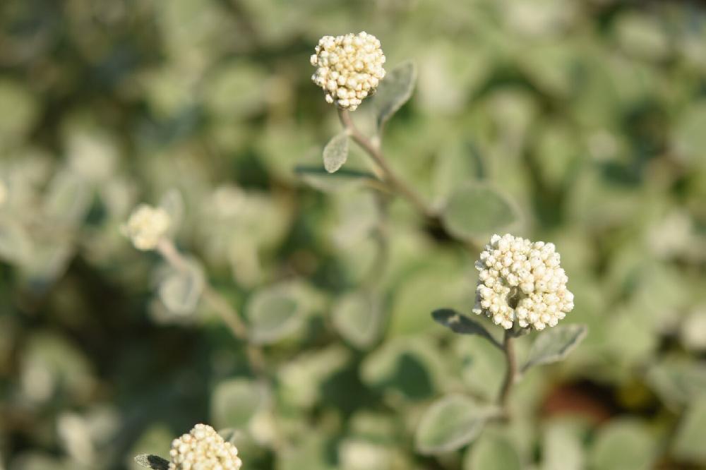 ヘリクリサム ペティオラレの投稿画像 By 銀月さん 小さな庭と庭の花と植中毒と軒下と花のある暮らしとシルバーリーフと庭の花と植中毒と軒下と花のある暮らしとシルバーリーフ 17月7月8日 Greensnap グリーンスナップ Greensnap グリーンスナップ