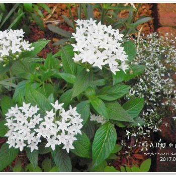 ペンタス ホワイトの投稿画像一覧 Greensnap グリーンスナップ