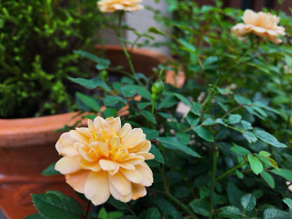 ミニバラの投稿画像 By Miさん モカとうどん粉病とアプリコット色とオレンジとミニバラ モカと玄関とミニバラ鉢植えとうどん粉病とアプリコット色と オレンジとミニバラ鉢植え 17月7月8日 Greensnap グリーンスナップ Greensnap グリーンスナップ