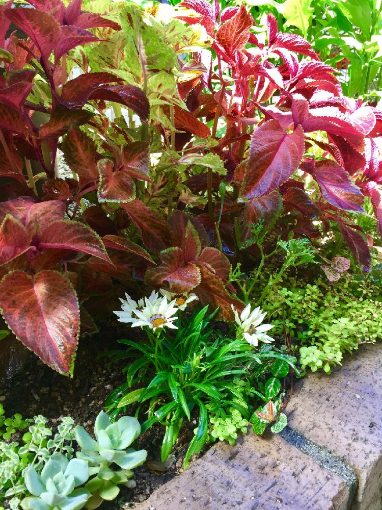 コリウスの投稿画像 By ちゃんり さん ガザニアと害虫 17月7月8日 Greensnap グリーンスナップ