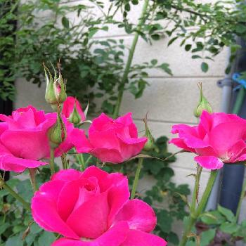 薔薇が好きだなあ♡の画像 by チャッピーさん | エントランスとみてね‼️とありがとう❤️と梅雨に負けないと富山支部と癒される～と咲いてますよ。と花のある暮らしと薔薇が好きだなあ♡とあぁ、うっとり♡と綺麗な色ˉ̶̡̭̭( ˭̵̵̵̵͈́ ꇴ ˭̵̵̵͈̀ )ˉ̶̡̭̭