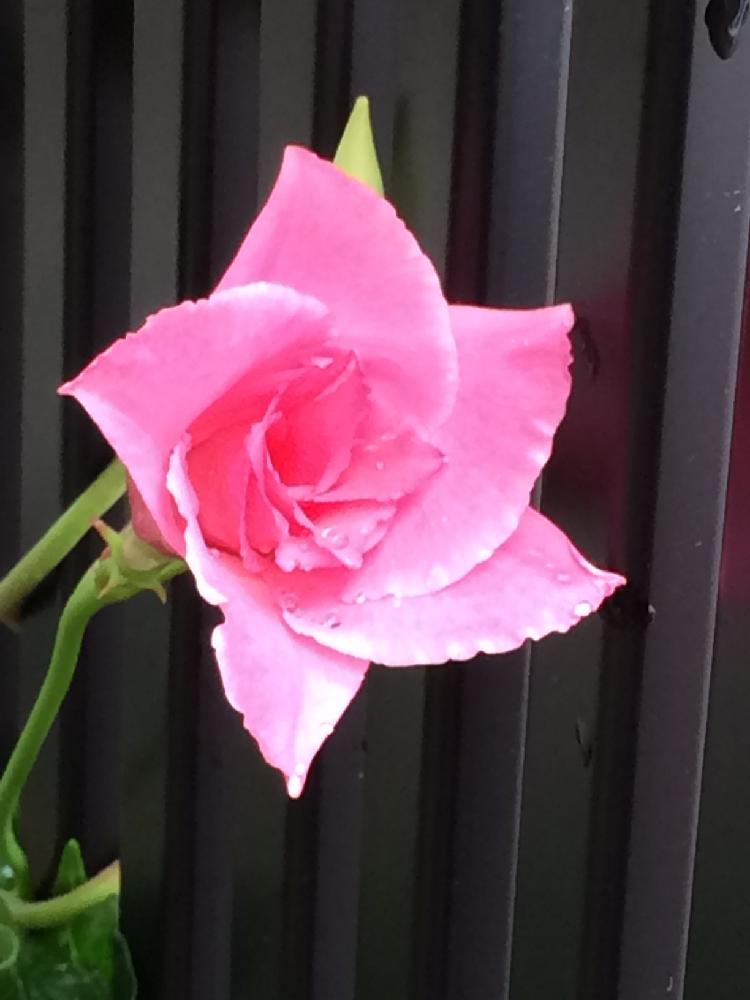 八重咲きマンデビラピンクパフェの投稿画像 By せっちゃんばぁばさん 節約ガーデナーと可愛いお花と花のある暮らしと蒸し蒸し と初めて 17月7月9日 Greensnap グリーンスナップ