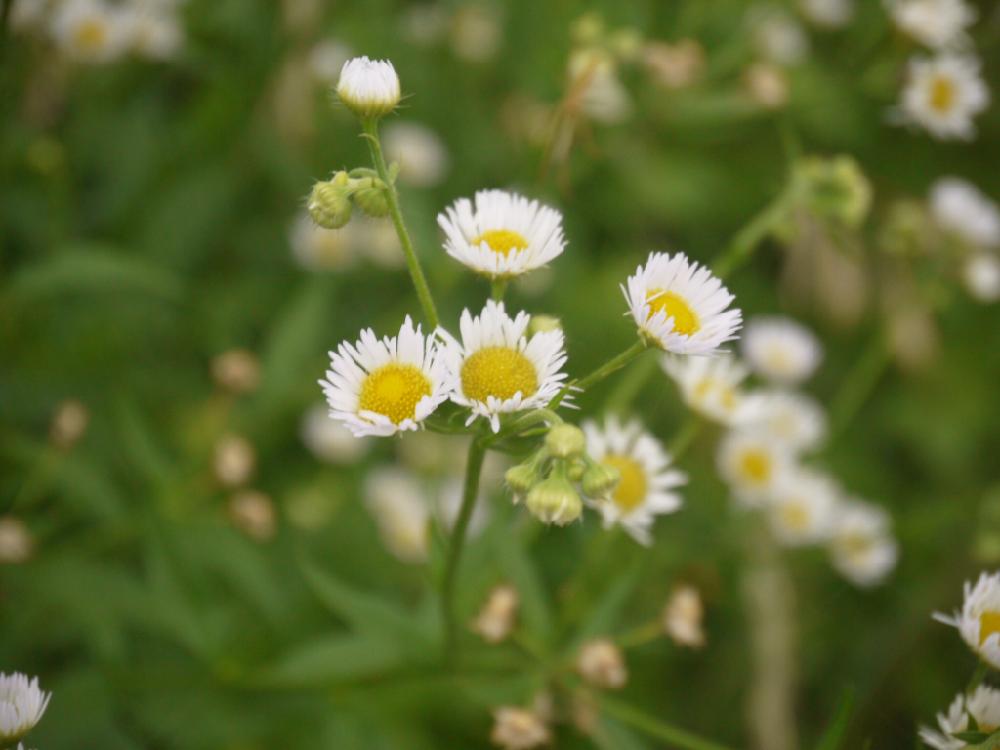 小さな花の投稿画像 By セツさん 梅雨に負けないと雑草と白い花 17月7月9日 Greensnap グリーンスナップ
