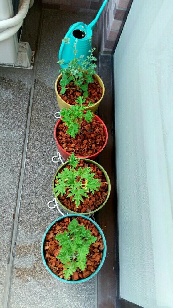 ベランダハーブ ゼラニウム 育成に必要なもの Greensnap グリーンスナップ