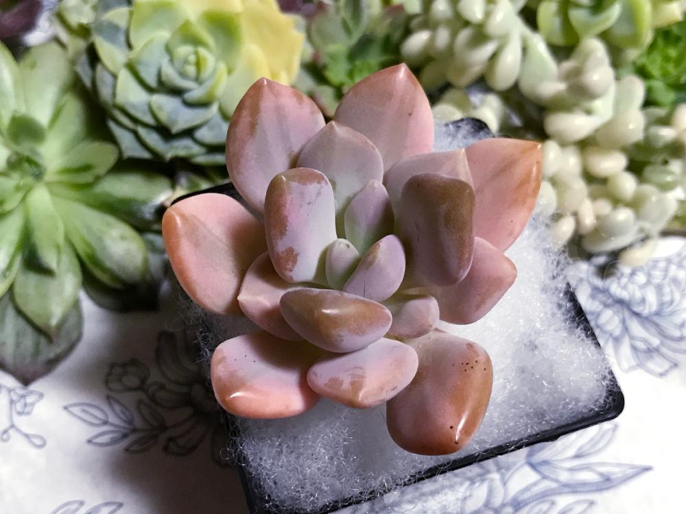 多肉　食べると健康になる石連花♪ 多肉 食べると健康になる石連花♪