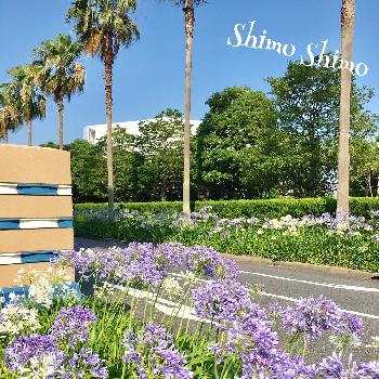 ディズニーアンバサダーホテル内の投稿画像一覧 Greensnap グリーンスナップ