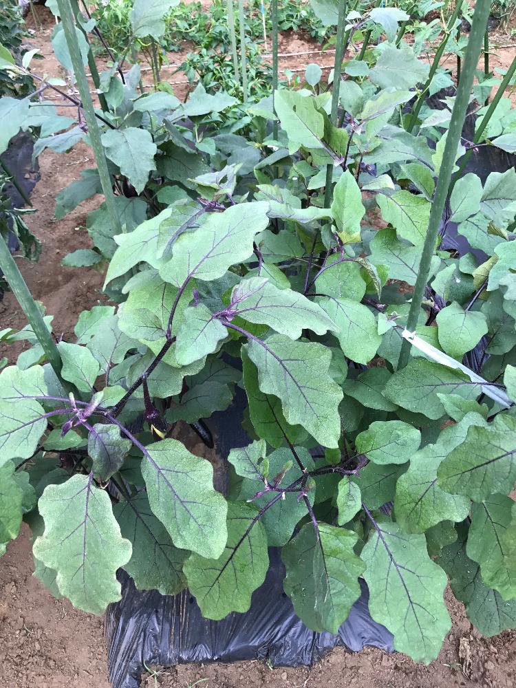 畑の投稿画像 By Evekoroloveさん 収穫物とナス属とインゲンマメ属と家庭菜園と農園と野菜の収穫と茄子の葉っぱと収穫 と収穫物とナス 属とインゲンマメ属と家庭菜園と農園と野菜の収穫と茄子の葉っぱと収穫 17月7月9日 Greensnap グリーンスナップ