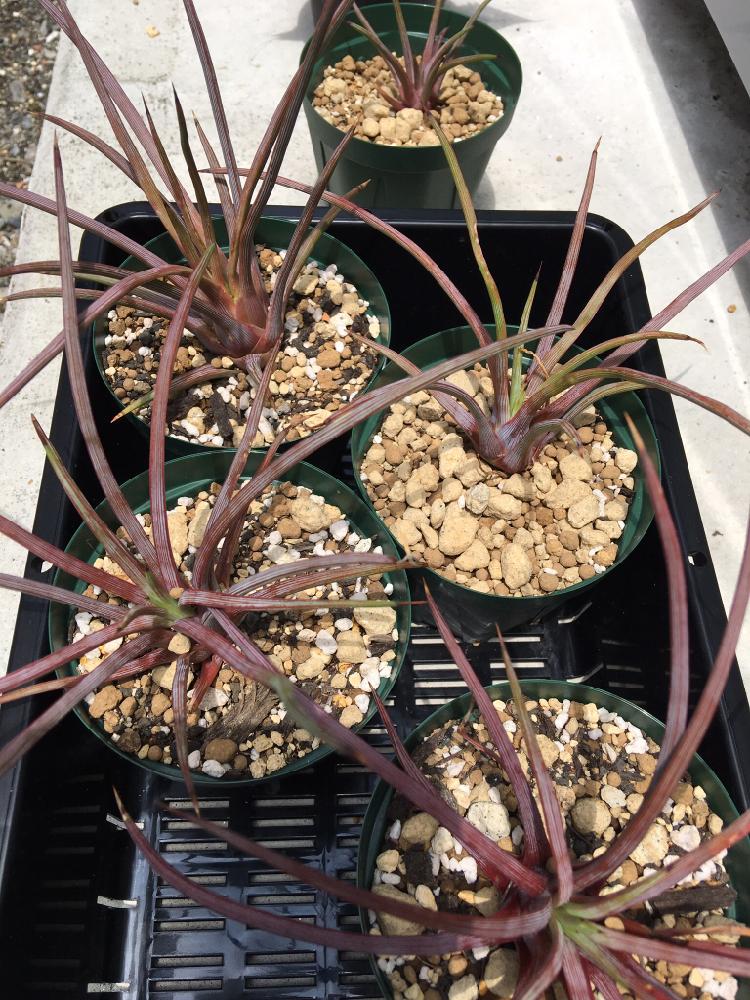 赤吹上の投稿画像 By Gsozさん アガベ ストリクタ ルブラとワールドプランツマーケットと山梨県と甲府市と アガベ コンテスト 17月7月9日 Greensnap グリーンスナップ