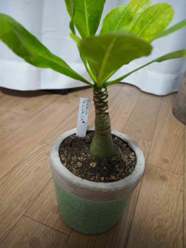 ブリガミア インシグニスの一覧｜🍀GreenSnap（グリーンスナップ）